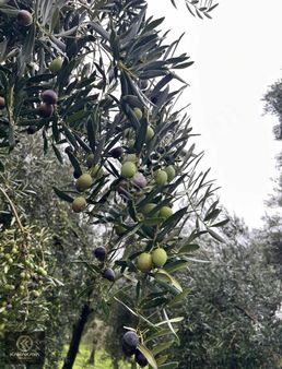 Bu Fiyata Zeytinlik Kalmadı