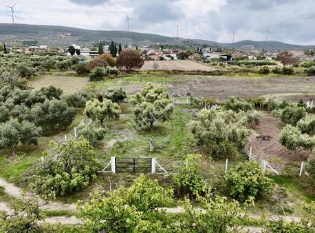 650 M2 Tel Örgü İle Çevrili Köy İçi Satılık Zeytinlik