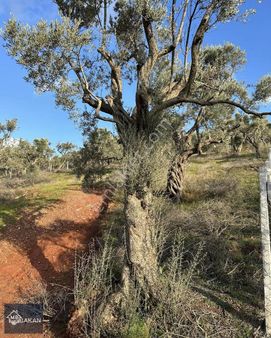 Bakan'dan Karakızlar 1700 M2