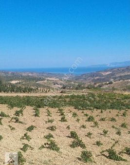 Tekirdağ Şarköy Mursallı Köyünde Köyün Yanı Başı 3070 M Müstakil Üzüm Bagı Ve Zeytinlik