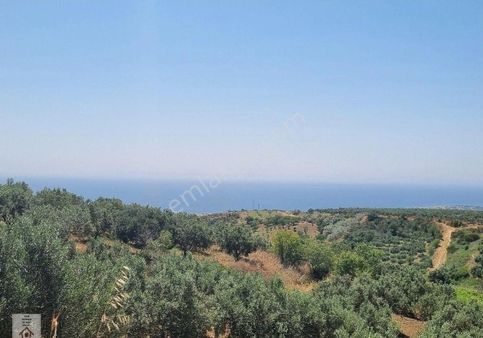 Şarköy Tepeköy Müstakil Tapulu Deniz Manzaralı Kadostrol Yolu Olan Zeytinlik