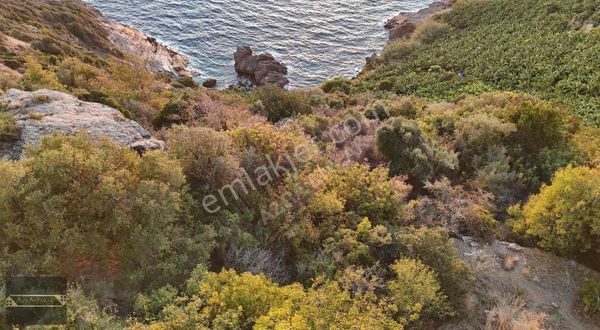 Zeytinada Mahallesinde Denize 50 Metre 3 Dönüm 2 Parsel