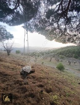 Bilecik Merkez Örenköy 24 Dönüm Zeytin Ve Kiraz Bahçesi