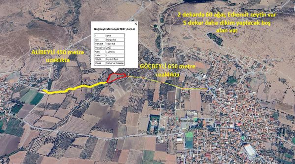 Göçbeyliye 650 Metre Mesafede 7280 M2 Zeytinlik