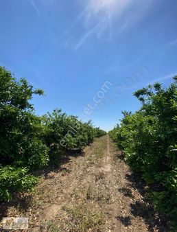 Mabel Den Satılık Mandalina Bahcesi