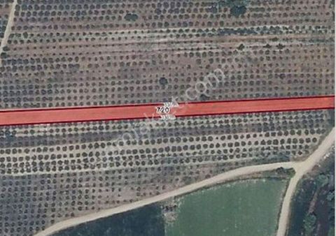 Karacabey İsmetpaşada Yatırımlık Tarla