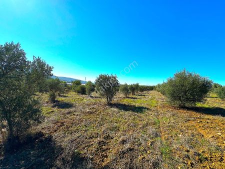 Torbalı Ormanköy'de 7297m2 Müstakil Tapulu Bakımlı Zeytinlik