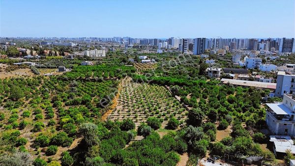 Mersin Erdemli Arpaçbahşiş'te Satılık 2.500m2 Limon Bahçesi