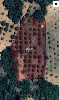 Çubuk 4 Dönüm Tek Tapu Vişne Bahçesi Telle Çevrili