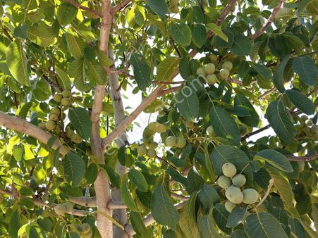 Çal Denizlerde 3800m2 Ana Yola Yakın Cevizbahçesi Tarla