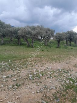 Muğla Milas Pınarcık Köyünde Satılık Zeytinlik