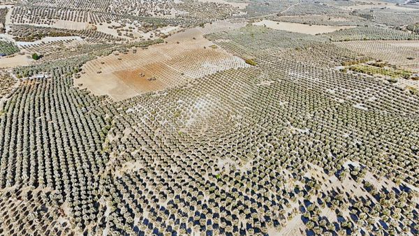 Büyükbelen Su Ve Elektriği Hazır 20.200m2 Verimli Zeytin Tarlası