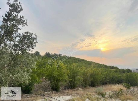 İlk Gelen Alır Satılık Uygun Merkezde 14 Dönüm Nar Bahçesi