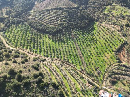 Antika'dan Bucak Mah. Suyu Olan 17,500 M2 Satılık Zeytinlik