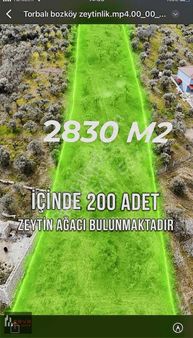 Bozköy 2830 M2 Zeytinlik