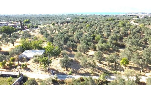 🟥🟥🟥aktif Taylelin'de Harika Konumda Yolu Olan 402 M2 Satılık Hobi Bahçesi ✔✔