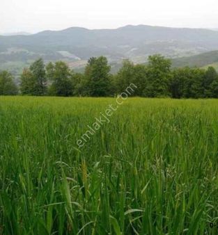 Bursa/kestel-erdoğan Köyde Satılık ( 6.486 M2 ) Müstakil Tapulu Tarla .