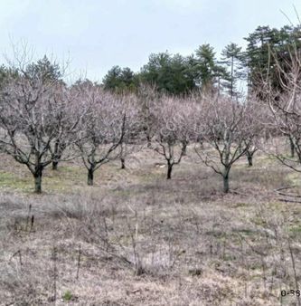 Bursa/keles-epçeler Köyünde ( 7.197 M2.) (müstakil)tapulu Kiraz Ve Karışık Meyve Bahçesi .