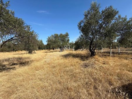 Gömeç Keremköyde İmar Sınırında Satılık Zeytinlik