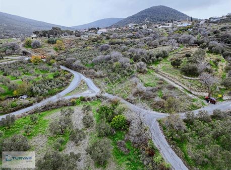 Aliağa Güzelhisarda 6117m2 Müstakil Tapulu Zeytinlik