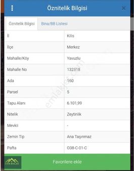 Kilis Yavuzluda Ful Bakımlı Zeytinlik