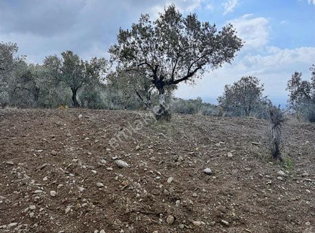 Dostlardan Dingiller Mahallesinde Satılık Zeytinlik
