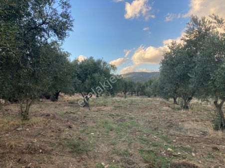 Anayola Yakın Sulu Zeytin Bahçesi 5.141 M2