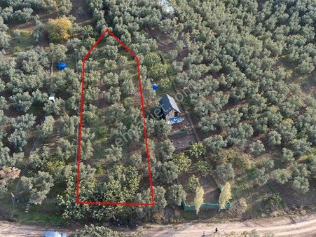 Yeniköyde Deniz Manzaralı Zeytinlik Satılık!