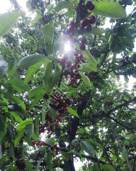 Bursa/keles-basak Köyünde Satılık Müstakil Tapulu ( 4.668 ) M2.hobi Bahçesi.