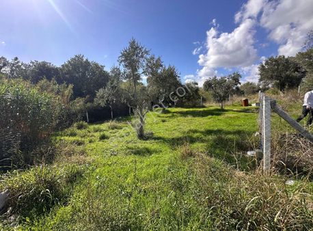 Torbalı Çakırbeylide Tapudan Satışlı Zeytinlik Elektrik Su