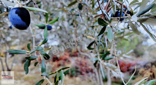 Kozak Yaylası Satılık Köy Kenarı Zeytınlık(900 M2)