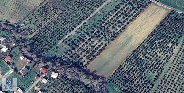 İzmir Menderes Oğlananası'nda Satılık 9575 M2 Tarla Cb Ph