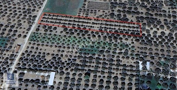 Manisa Akhisar B.osmaniye'de Satılık Tarla Cb Ph