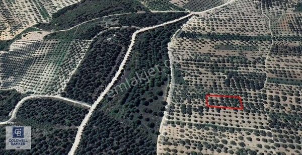 Manisa Akhisar B.osmaniye'de Satılık Tarla Cb Ph