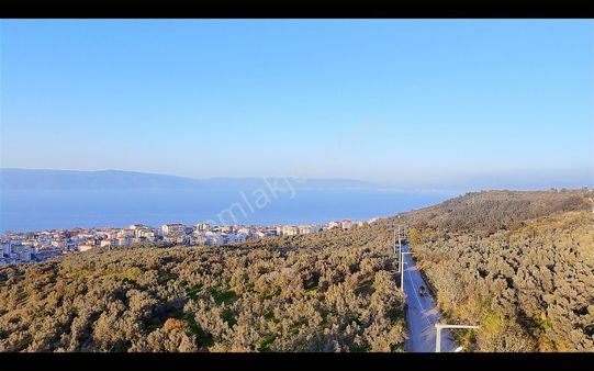 Halitpaşa Da Yola Cephe Full Deniz Manzaralı Zeytinlik