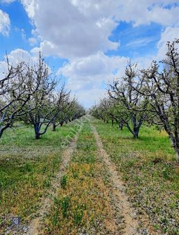Cb Elitten Karaman Fatih Mah. 16643m² Elma Bahçeli Satılık Tarla