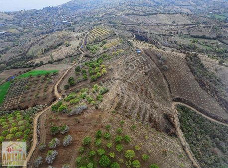 Antika Gayrimenkul'den Satılık 8947 M² İncir Bahçesi