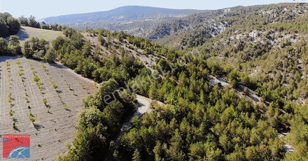 Gölpazarı Softalar'da Uygun Fiyatlı Satılık Bahçe