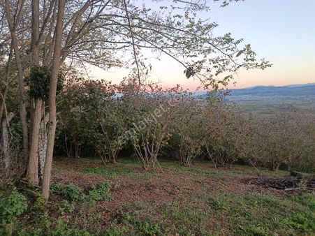 Beşevlerde Satılık Tarlamız