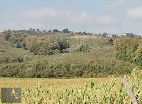 Ferizli Kusca Köyünde 4 Dönüm 850 M2 Yolu Olan Fındık Bahçesi