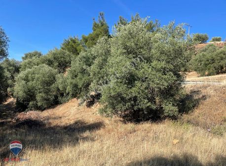 1o Aydın Karacasu Yaylalı Mahallesi 29 Dönüm Satılık Zeytinlik