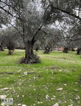 Kızılkeçili Yola Cephe Yapı Kayıtlı Zeytinlik-rota