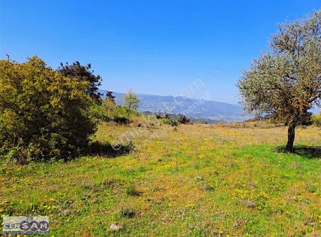 Balıkesir Sındırgı 2.799 M2 Köy Yanında İlçe Asfaltına 2 Parsel