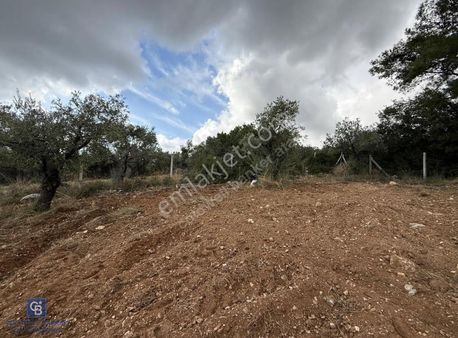 Torbalı Saipler Çubukbağı'nda Satılık 7797m2 Zeytinlik