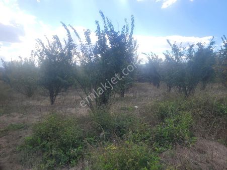 Pamukova Mekece De Yatırımlık Tarıma Elverişli Satılık Tarla