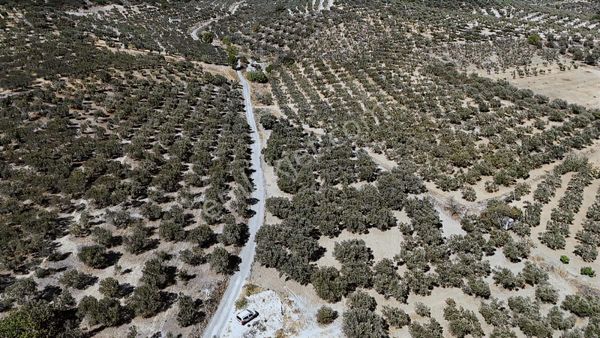 Foça Gerenköy'de Yol Cepheli Zeytin Verimli Tarla