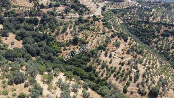 Samaali Mah De Satılık Zeytinlik Ve İncir Bahçesi Asfalta Sıfır