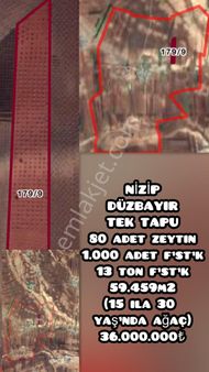 Nizip Düzbayır Barak Bölgesinde Fırsat Tektapu Zeytinlik