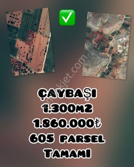 Oğuzeli Çaybaşı’nda 1300 M² Bakımlı Zeytinlik – Tek Tapulu, 1.860.000₺!
