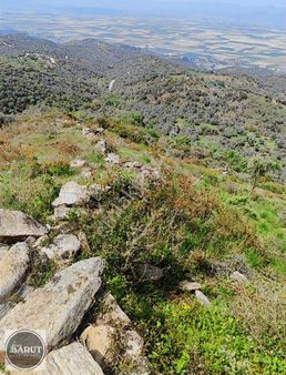 Koçarlı Dedeköyde 12250 M2 Fırsat Zeytinlik